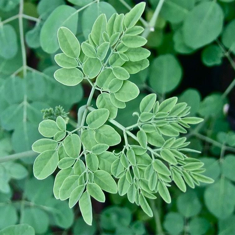 Hạt giống Chùm ngây