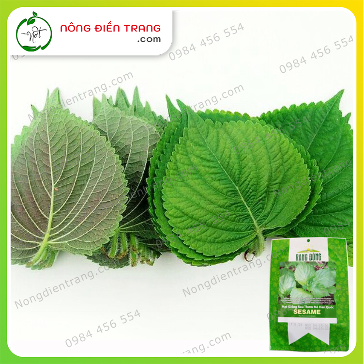 Hạt giống rau thơm mè sesame hàn quốc rado - gói 0.5g - dễ trồng, hương vị độc đáo