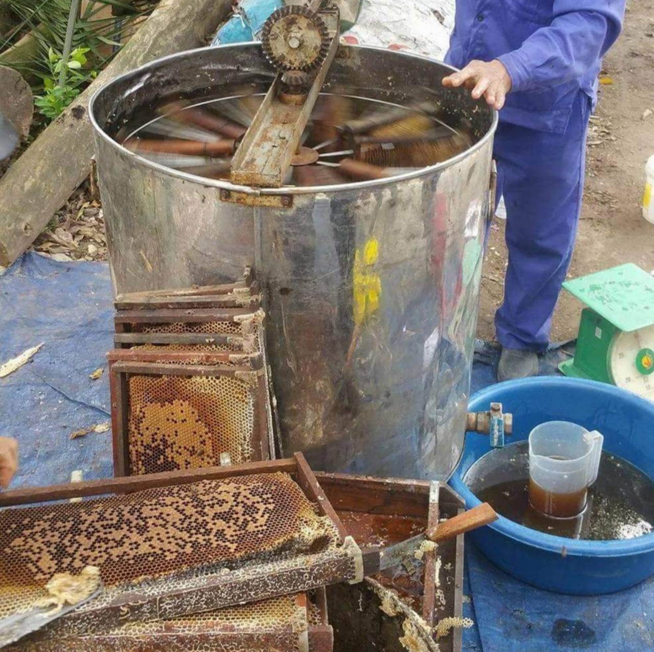 Mật ong rừng hoa cà phê Daklak nguyên chất 100% cao cấp chai 1 lít