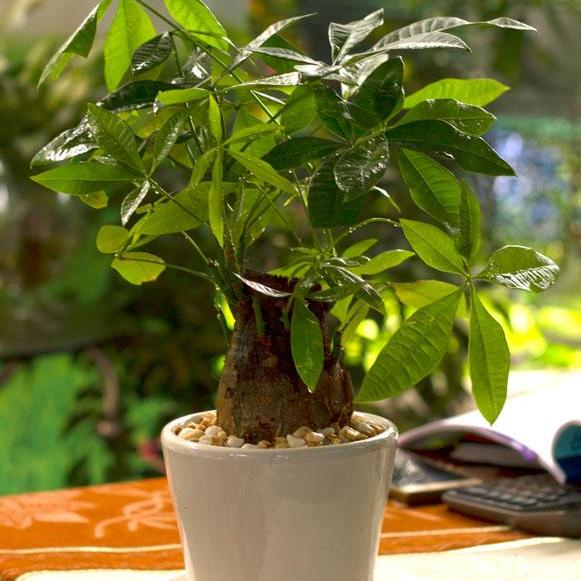 [HCM]CÂY KIM NGÂN - TẶNG CHẬU