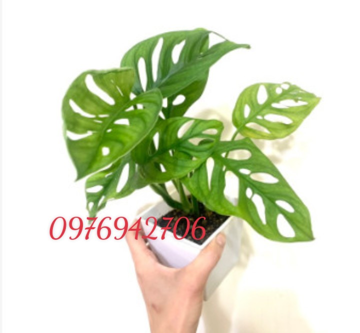 Cây trầu bà lá cửa sổ (Monstera Adansonii--thanh lọc không khí-thích hợp văn phòng, nhà ở, sân vườn