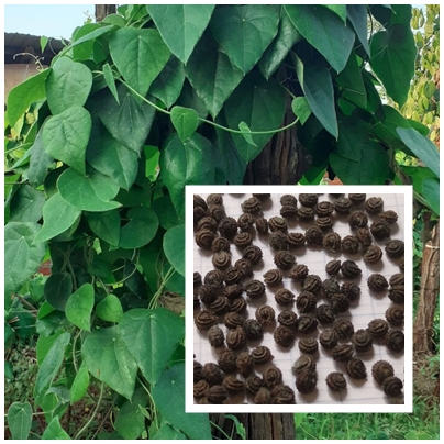 HẠT GIỐNG LÁ SƯƠNG SÂM LÔNG 200 HẠT