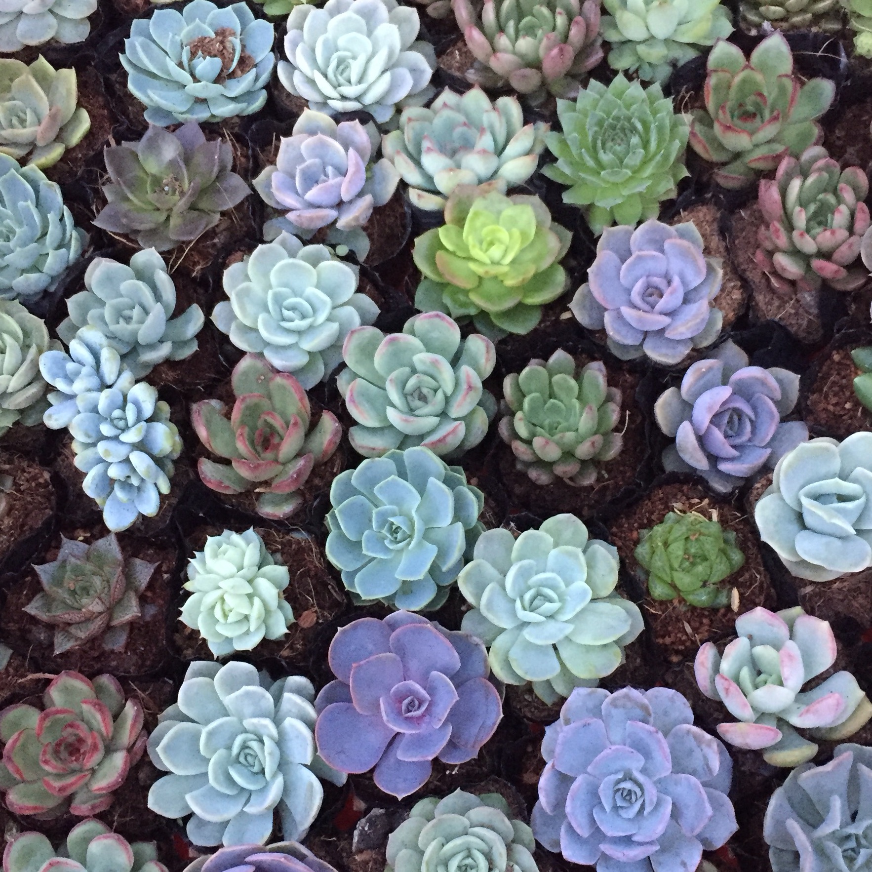 Sen bầu các loại (shop chọn mẫu và giao ngẫu nhiên)