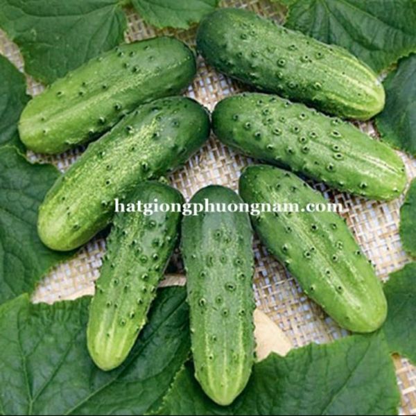 50 Hạt Giống Dưa Chuột Siêu Trái