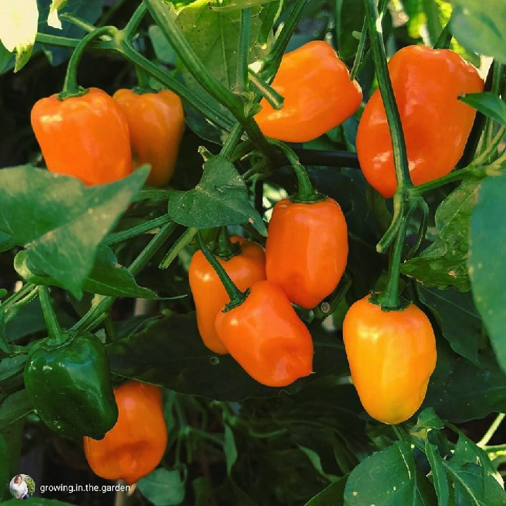 Hạt giống ớt siêu cay Habanero màu cam