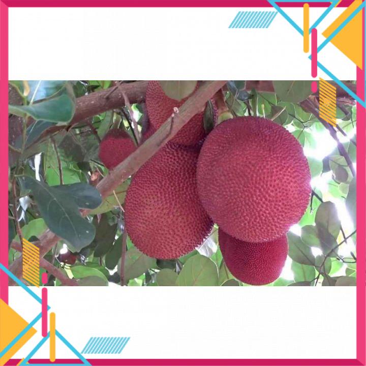 cây MÍT DA ĐỎ MÚI MỌNG GIÒN NGỌT ĐẬU TRÁI QUANH NĂM