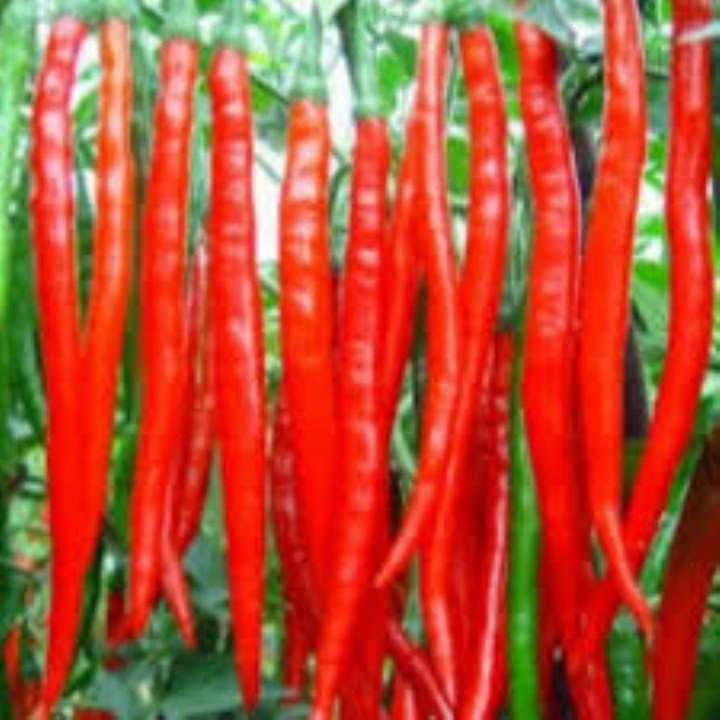 hạt giống ớt dài hàn quốc gói 20 hạt mua từ 50k tặng 2 sản phẩm
