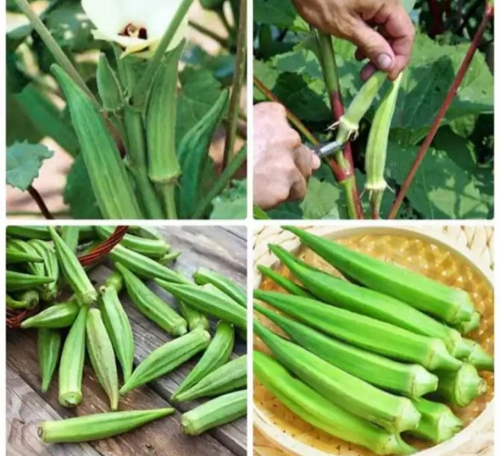 Hạt giống đậu bắp xanh F1 5gram