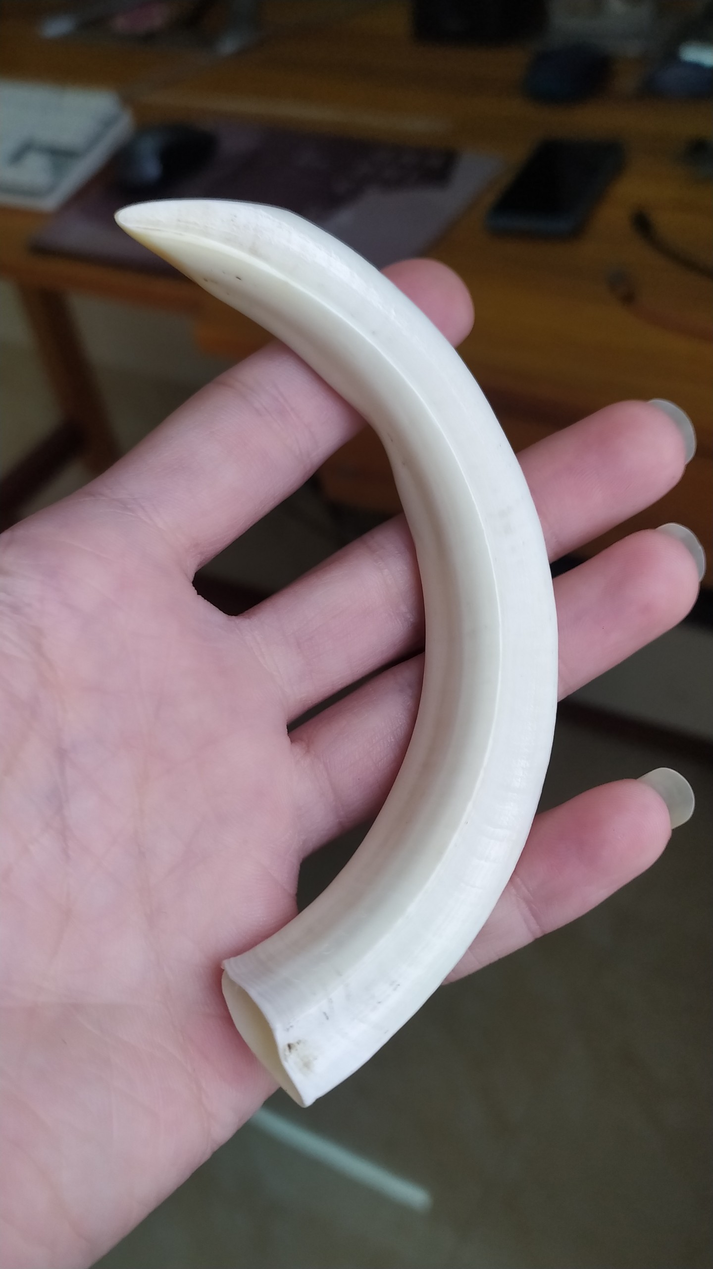 8112 - Nanh heo rừng tự nhiên Tây Bắc
