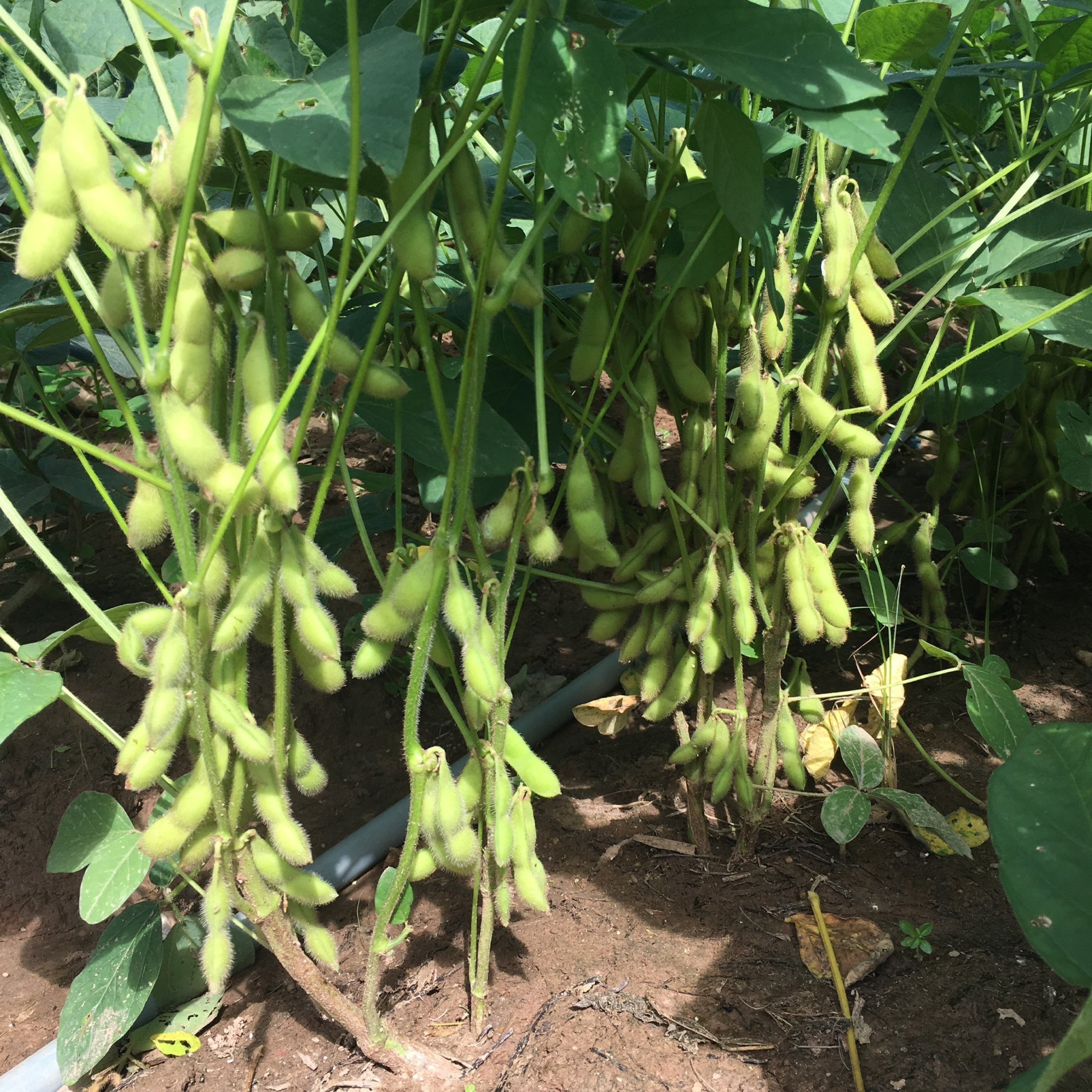 [Seeds] Hạt giống đậu nành Nhật Bản Rado, đóng gói 10gr-20gr