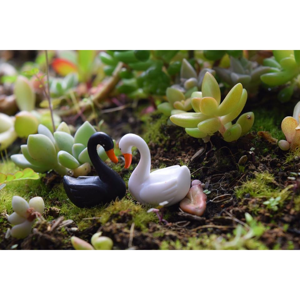 Đôi thiên nga gồm 2 con phụ kiện trang trí sen đá tiểu cảnh terrarium