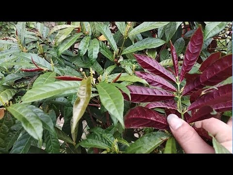 500gr đơn lá đỏ(lá đơn đỏ) khô hàng loại 1 GT244