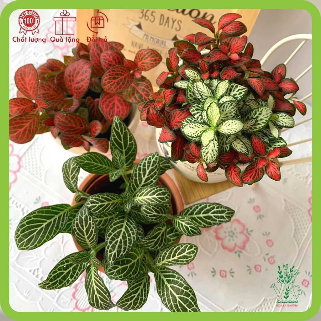 Cây cẩm nhung fittonia nhiều màu