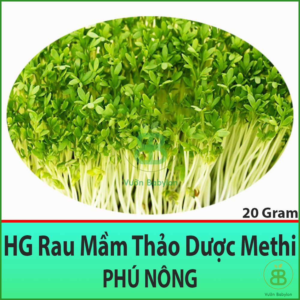 Hạt giống rau mầm thảo dược methi 20gr siêu giòn, siêu ngọt