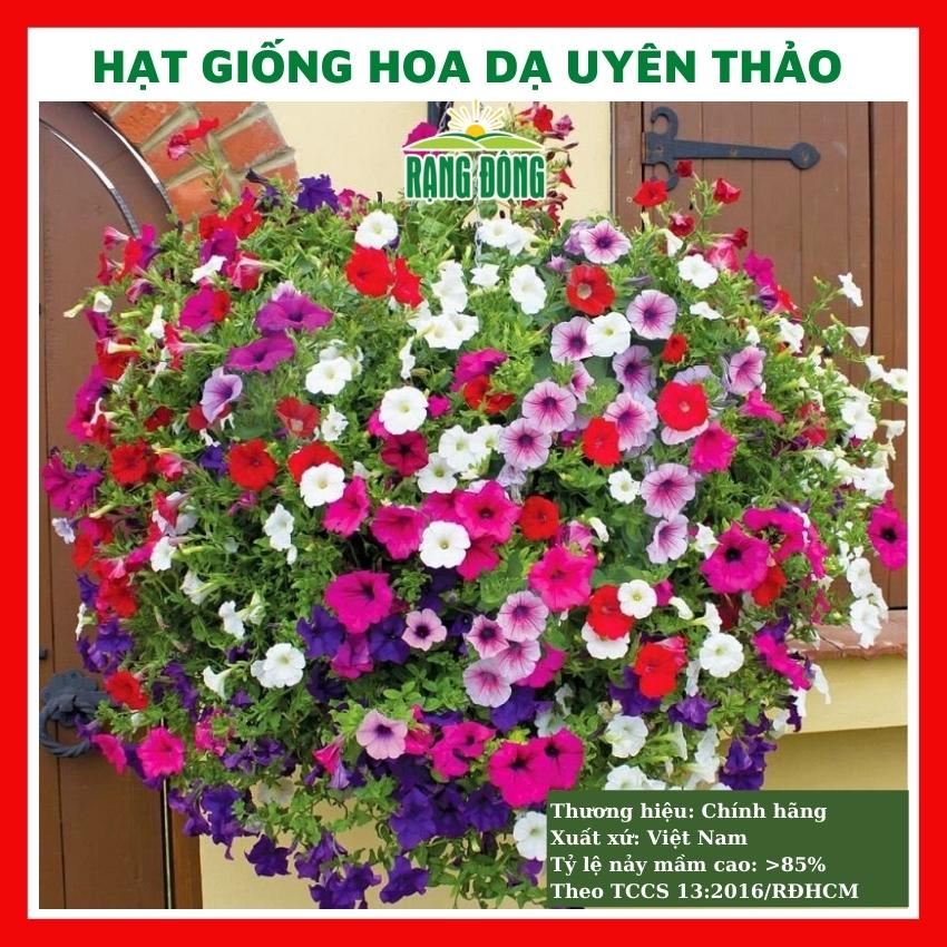 Hạt giống hoa dạ yến thảo nhiều màu - rau củ quả trồng chậu, sân vườn ban công nảy mầm cao 0,03g RADO813