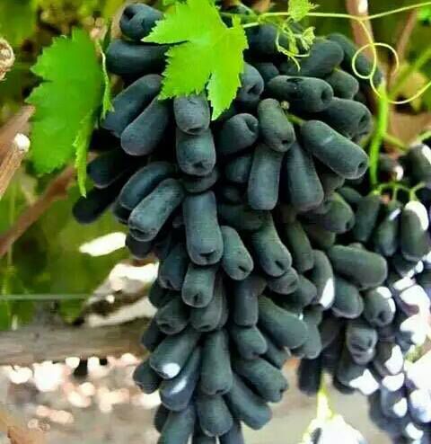 COMBO 3 NHO NGÓN TAY ĐEN MỸ HÀNG ĐẸP CHỈ 359K CÓ BẢO HÀNH