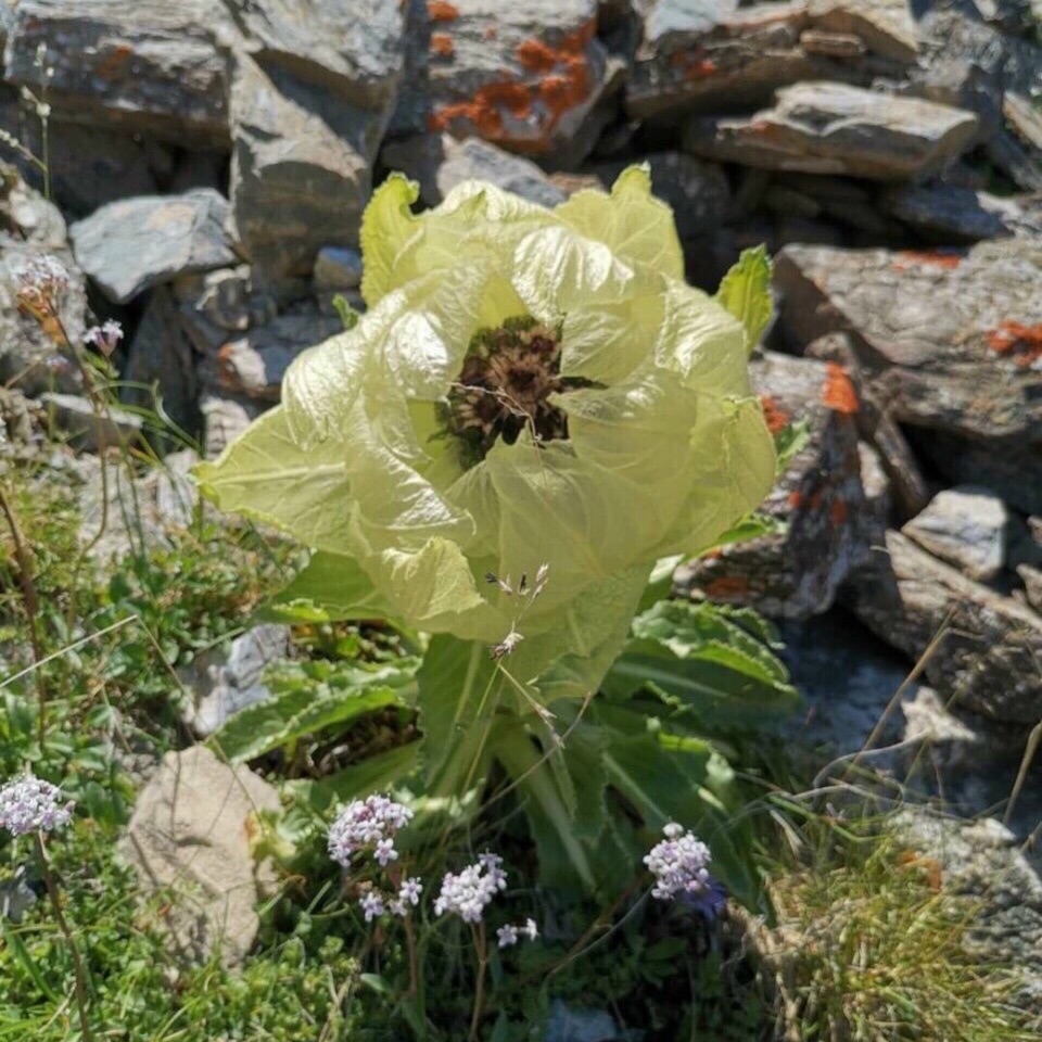 Thiên sơn tuyết liên
