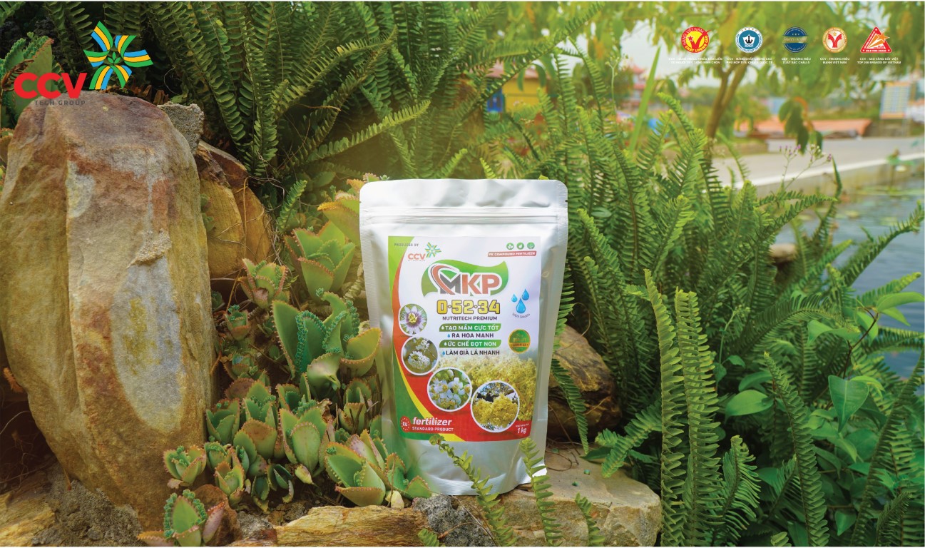 1kg mkp 0-52-34 siêu thúc ủ mầm hoa, lớn trái, to quả, siêu ngọt quả, lớn củ. ức chế lộc non và thúc ra hoa