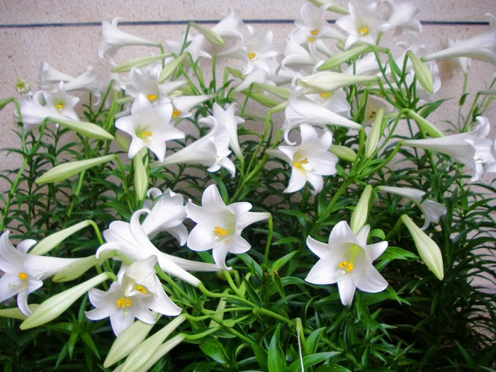 củ giống hoa loa kèn trắng (hoa lily trắng) | Lazada.vn