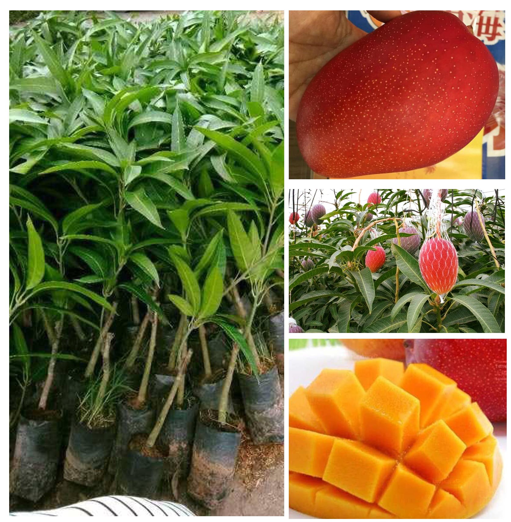 Giống cây xoài mặt trời Nhật Bản