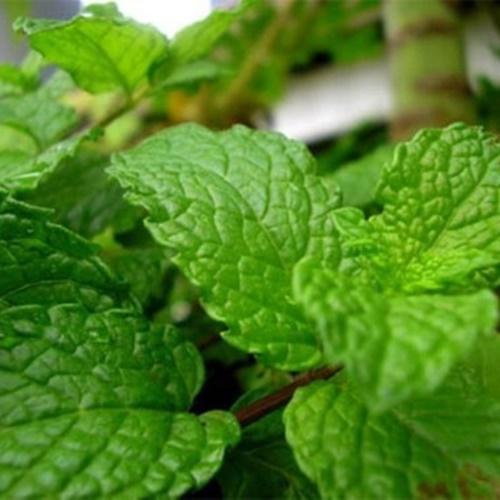 Set 2 Túi Hạt Giống Rau Húng Bạc Hà F1. Mỗi Túi 0,1 Gram.