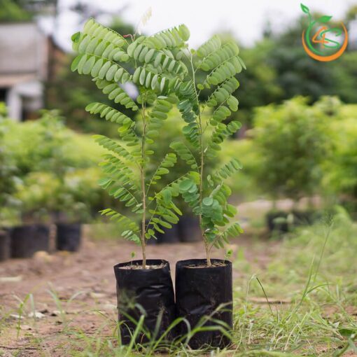 Cây cẩm lai