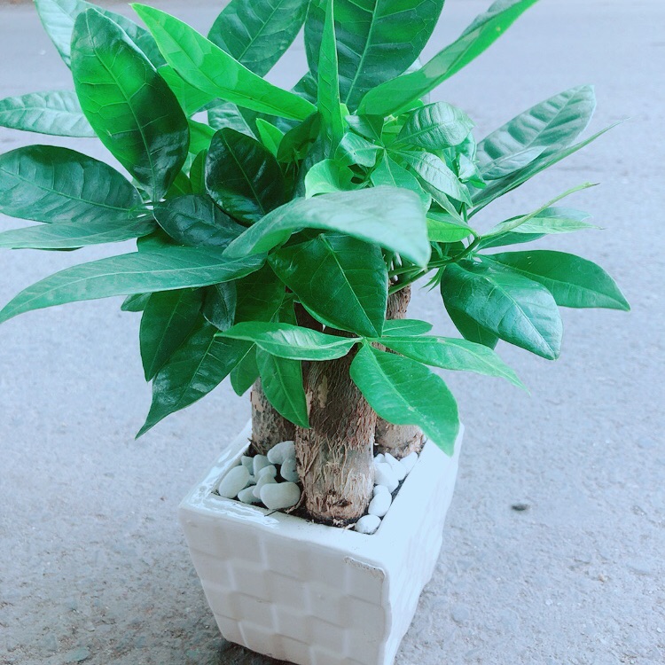 Kim ngân 3 thân kèm chậu sứ vuông