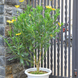 hoa cúc thân gỗ - chậu cây cảnh hoa cúc thân gỗ