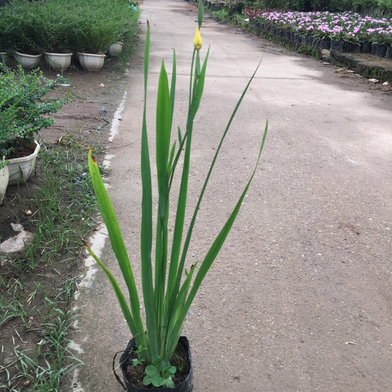 Cây lan rẻ quạt trồng bầu đen