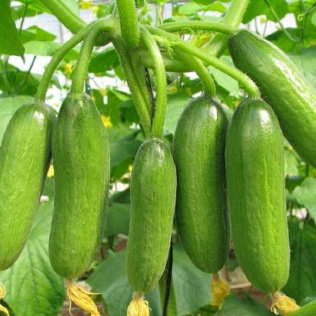 Combo 3 gói Hạt Giống Dưa leo, Dưa Chuột (Dưa trái to - dưa không hạt - dưa chùm baby)