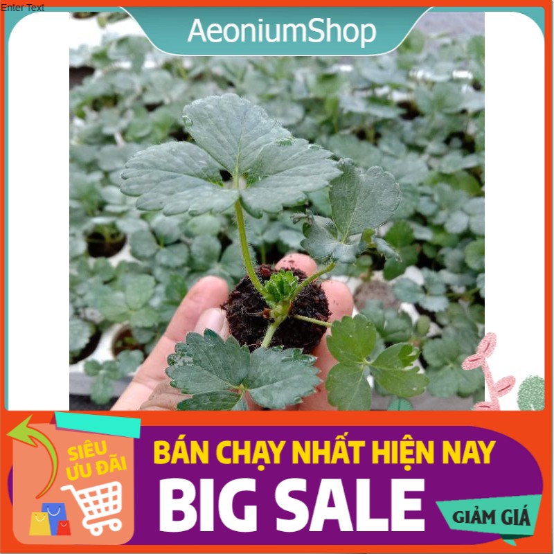 [ MUA 10 TẶNG 1 ] Combo 5 Cây Dâu Tây Giống Nhật F1 Chịu Nhiệt 🍓