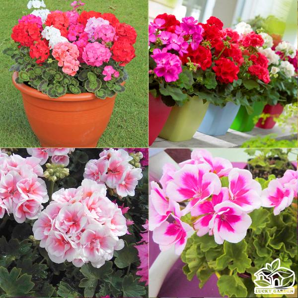 - Combo 3 gói Hạt giống hoa phong lữ thảo