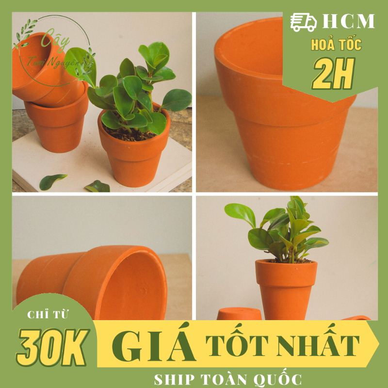 CHẬU GỐM LY GỜ (11.5x11cm) (1 chậu), gốm đất nung, chậu cây cảnh mini, sen đá, xương rồng Cây Tươi Nguyên CTN0710