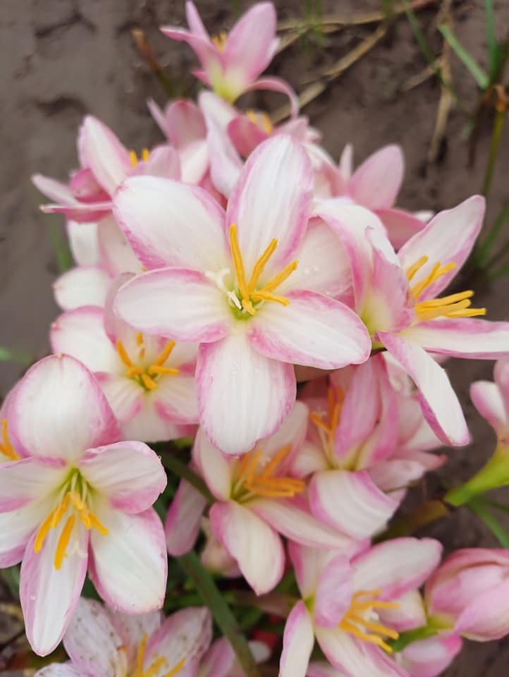 combo 3 loại- 6 củ huệ mưa mỗi loại 2 củ , màu như hình