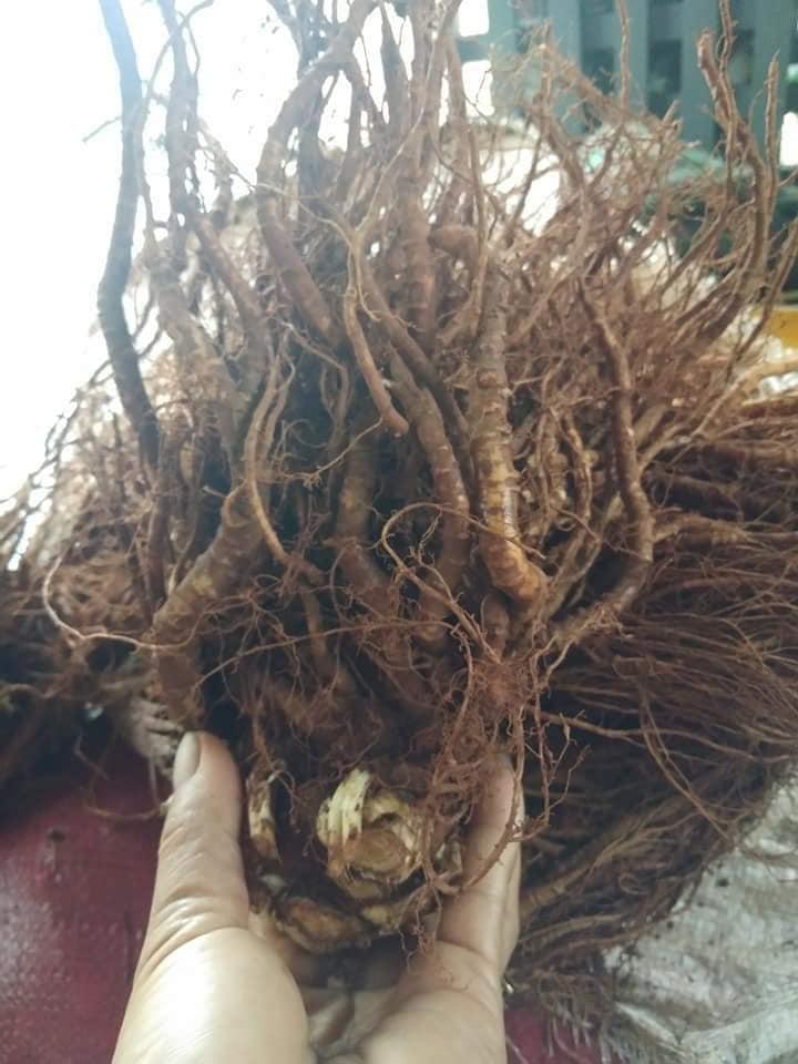 Sâm đương quy tươi nguyên củ - Đương quy rừng tự nhiên