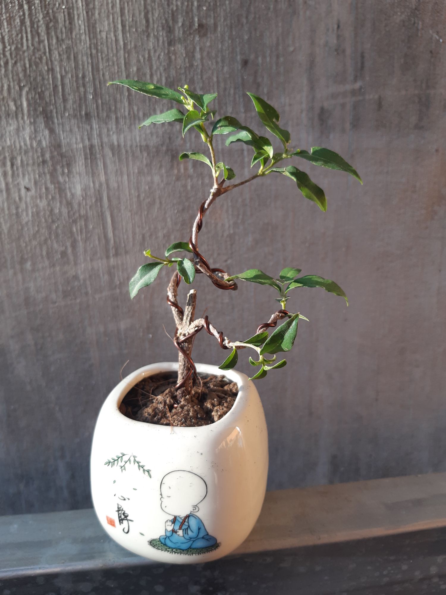 hồng ngọc mai bonsai siêu mini
