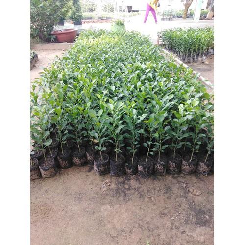 combo 10 cây chúc 140k