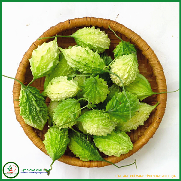 Hạt giống Khổ qua rừng RD 52 - 1g