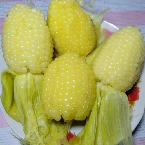 Hạt giống bắp nù sữa chính hãng 2 trái/cây gói 1kg tặng kèm hạt giống bắp nữ hoàng đỏ