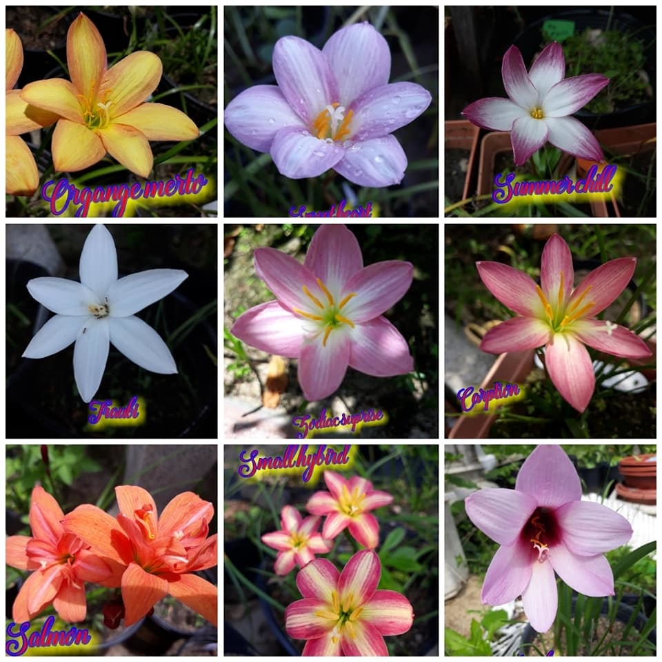 Củ hoa huệ mưa nội - ngoại - Củ hoa tóc tiên nhiều màu, hàng chuẩn bao sống, bao mặt hoa