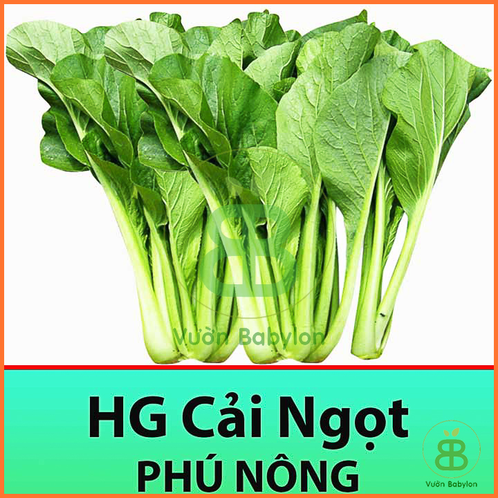 Hạt Giống Cải Ngọt 20GR Dễ Trồng, Năng Suất Cao
