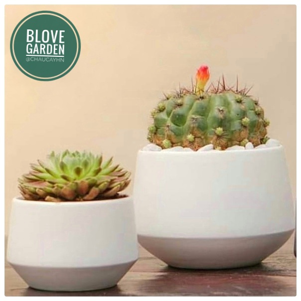 Chậu kim cương thấp cao 6 cm trồng cây Để Bàn, Cây Nội Thất, Sen Đá, Xương rồng, Cây Bonsai