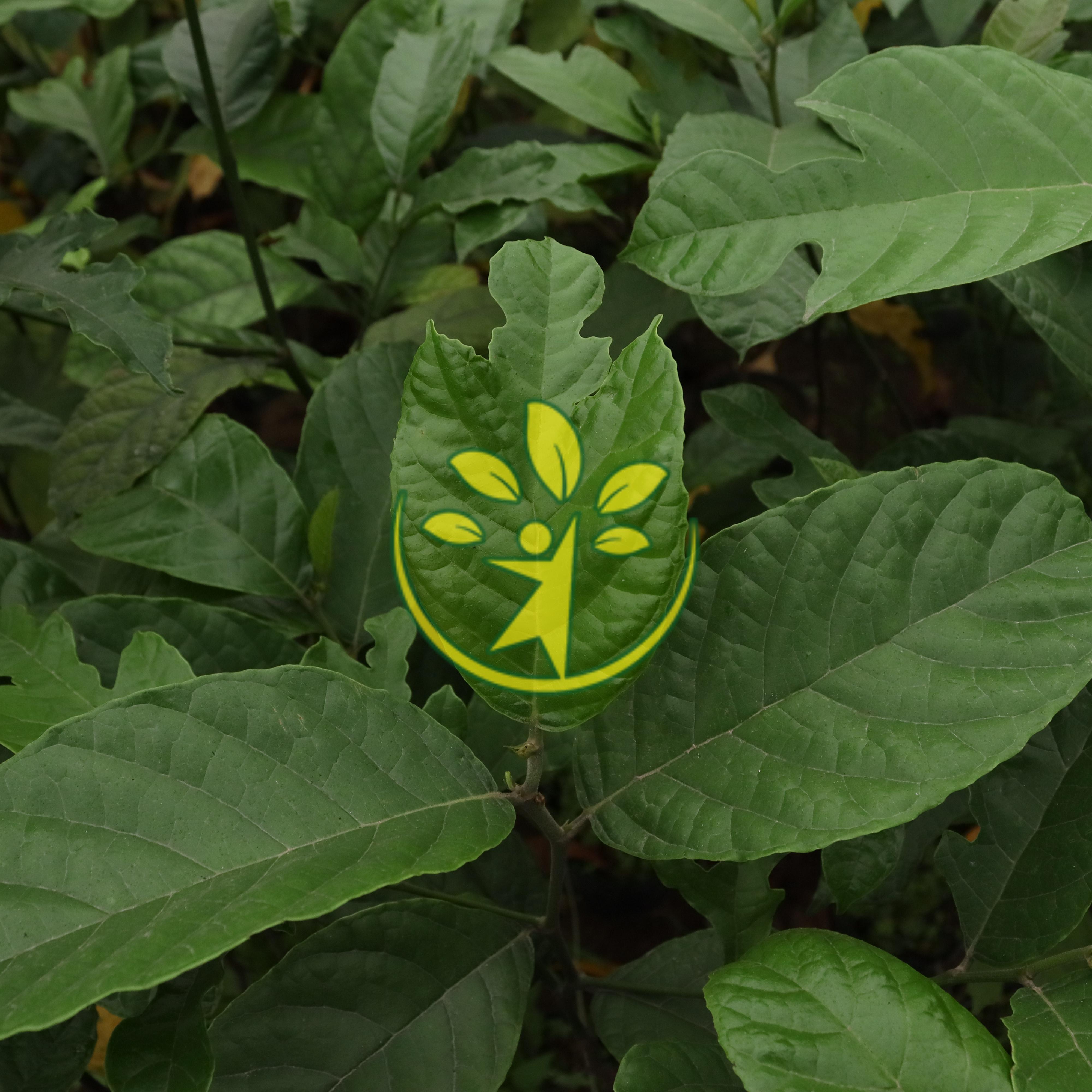 Cây chay giống chuẩn hàng - Tặng kèm phân bón