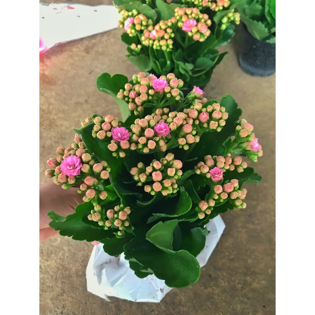 Cây hoa sống đời, cây hoa bỏng  nhiều màu sức sống bền, trồng để bàn, ban công và sân vườn