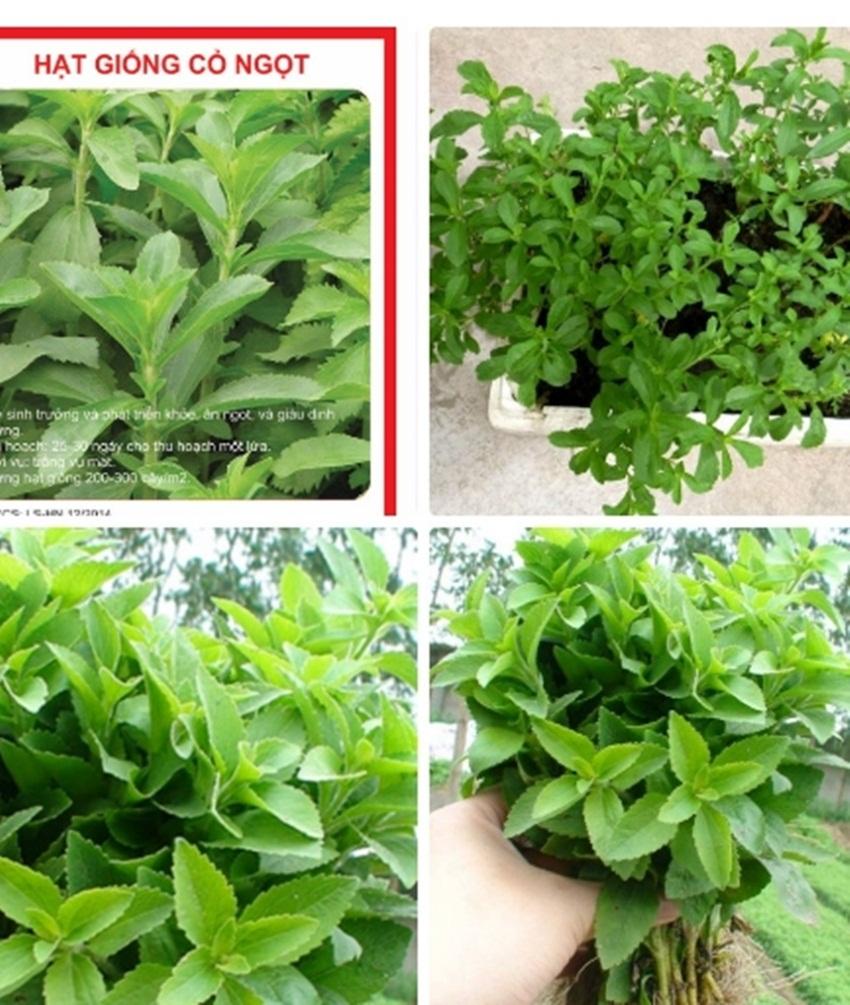 Hạt giống Cỏ ngọt