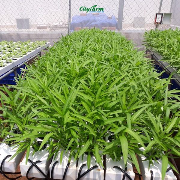 - Hạt giống rau muống ăn lá giá rẻ