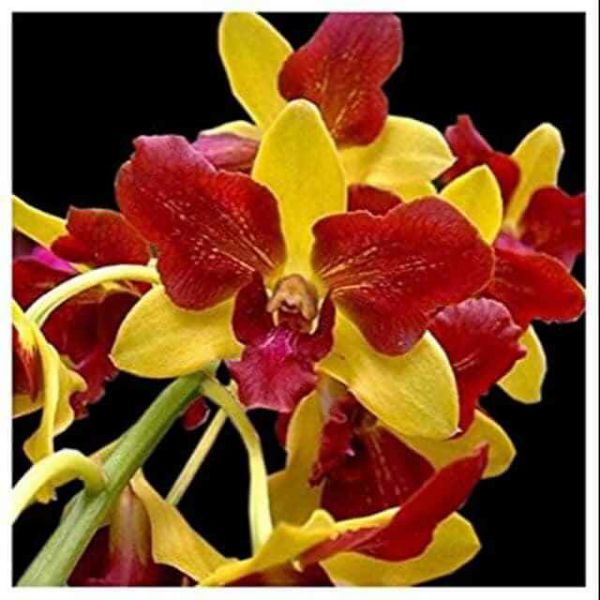 Hoa phong lan denro nắng đột biến