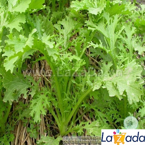1kg hạt giống cải ngọt đuôi phụng