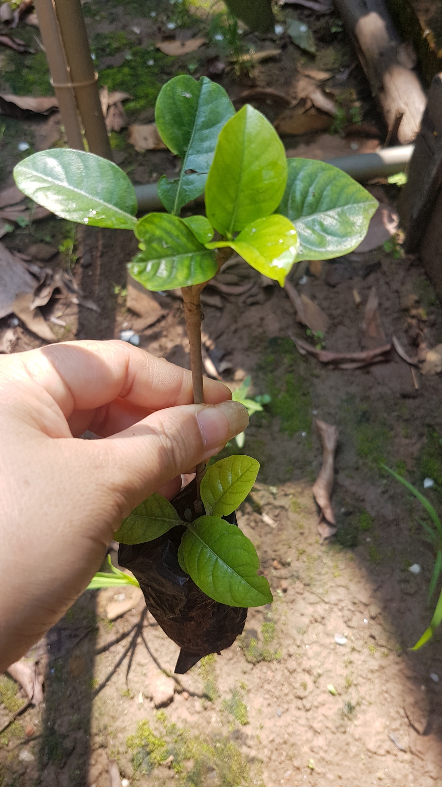 Bạch thiên hương - Combo 2 cây