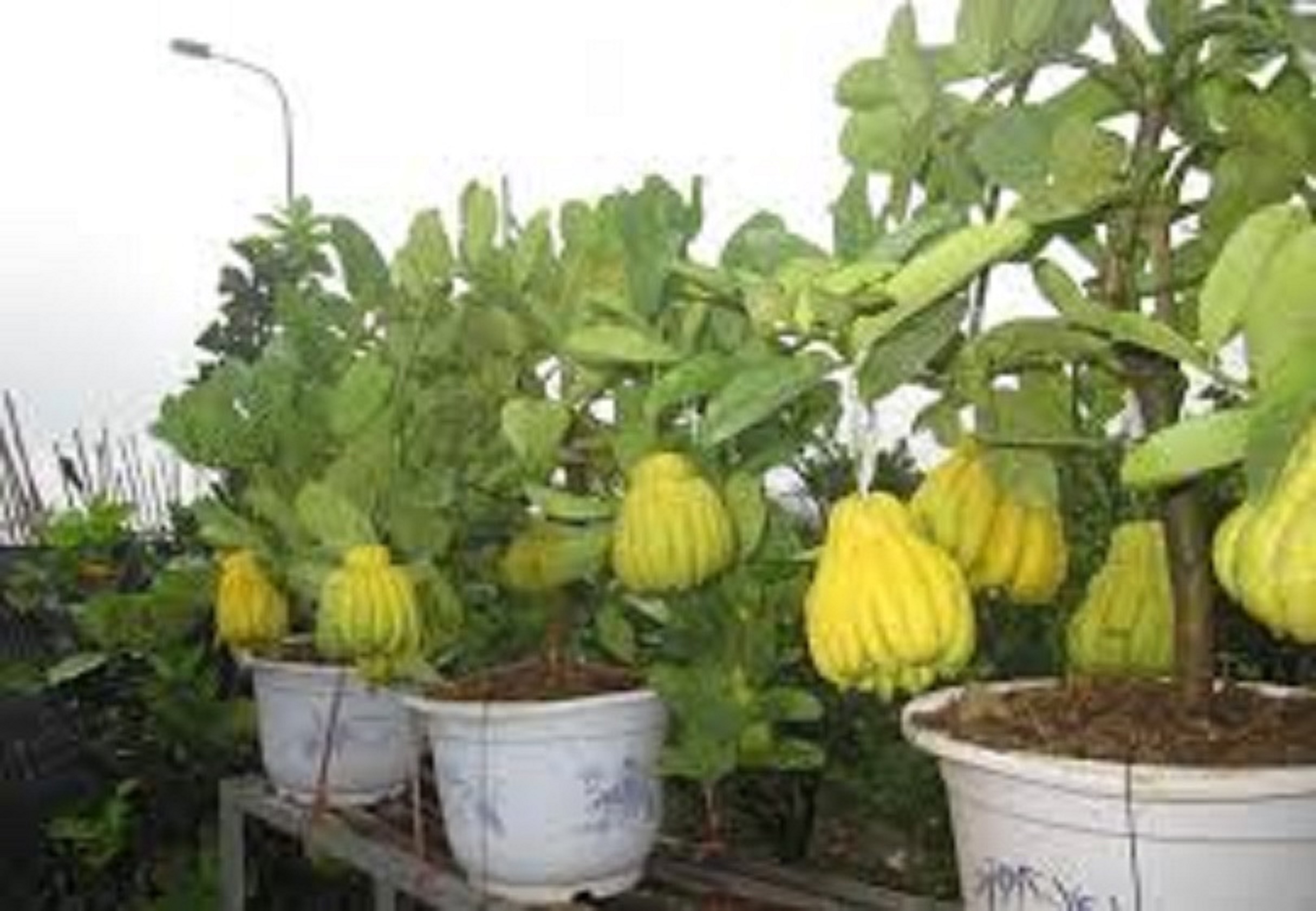 CÂY PHẬT THỦ - QỦA ĐẸP - Ý NGHĨA - CÂY GIỐNG GIÁ TRỊ KINH TẾ CAO